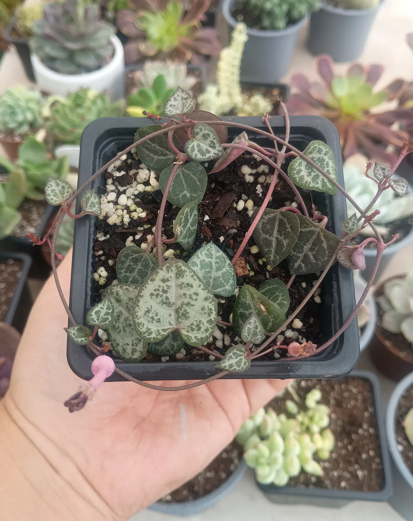 Ceropegia woodii (Collar de corazones) 2