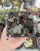 Ceropegia woodii (Collar de corazones) - Miniatura 2