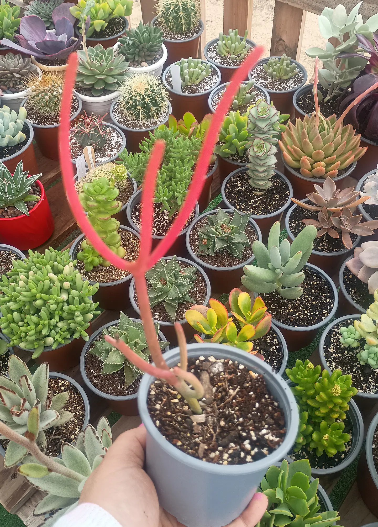 Euphorbia Tirucalli 1