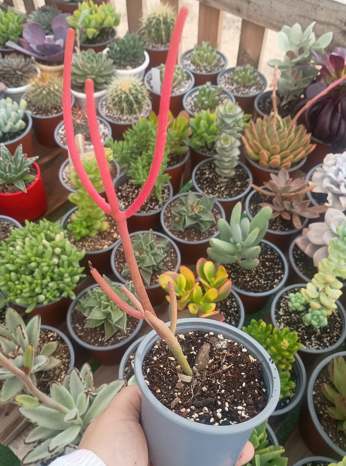 Euphorbia Tirucalli 2