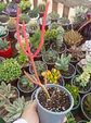Euphorbia Tirucalli - Miniatura 2