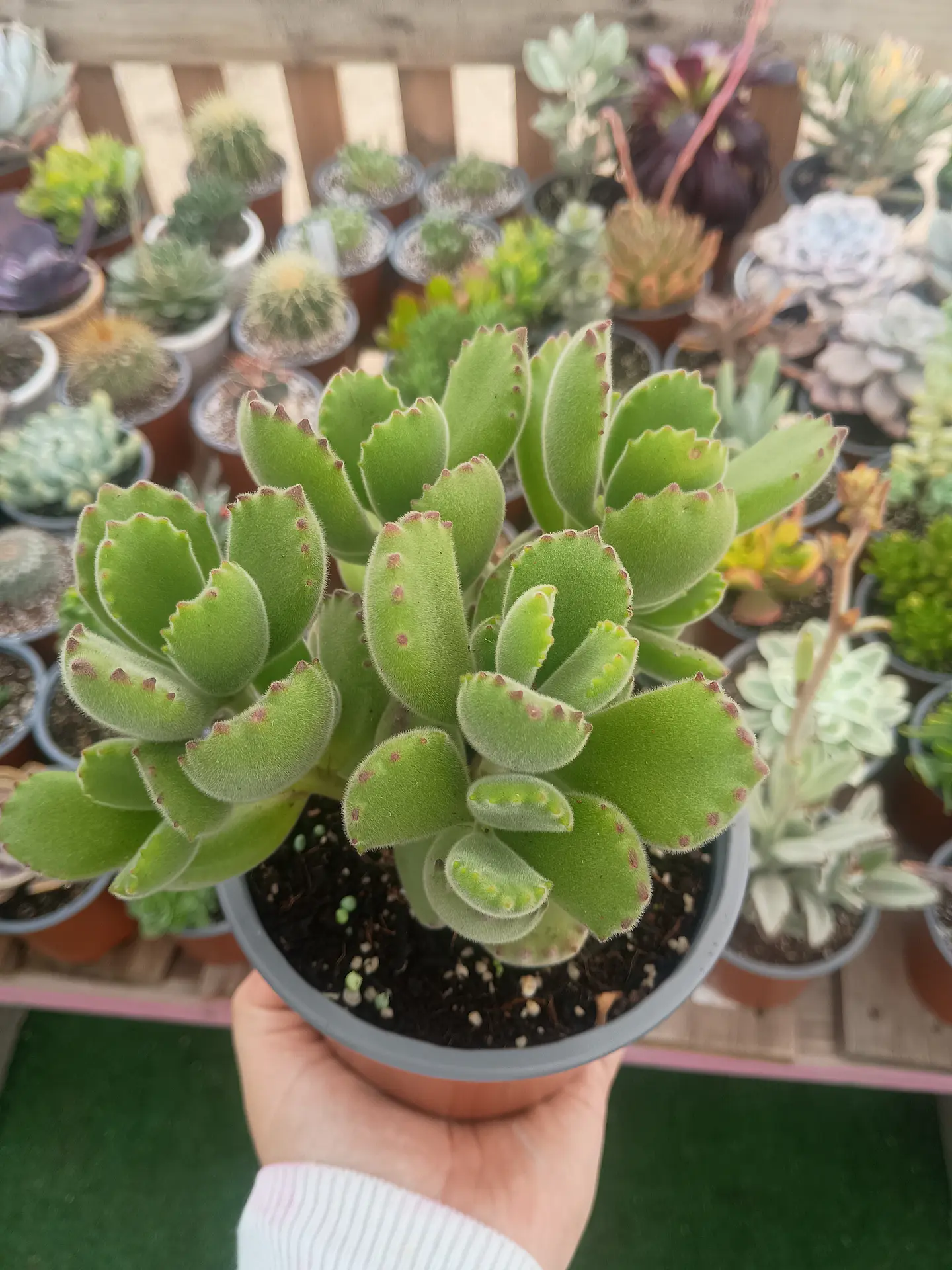 Cotyledon Tomentosa XL ( Garra de oso) 1