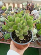 Cotyledon Tomentosa XL ( Garra de oso) - Miniatura 2