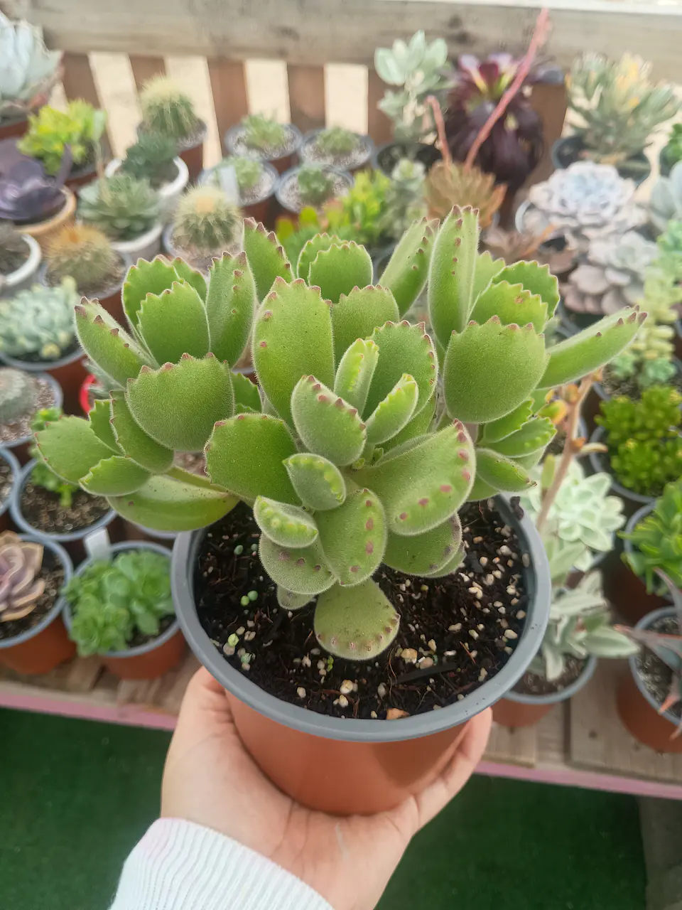 Cotyledon Tomentosa XL ( Garra de oso) 2