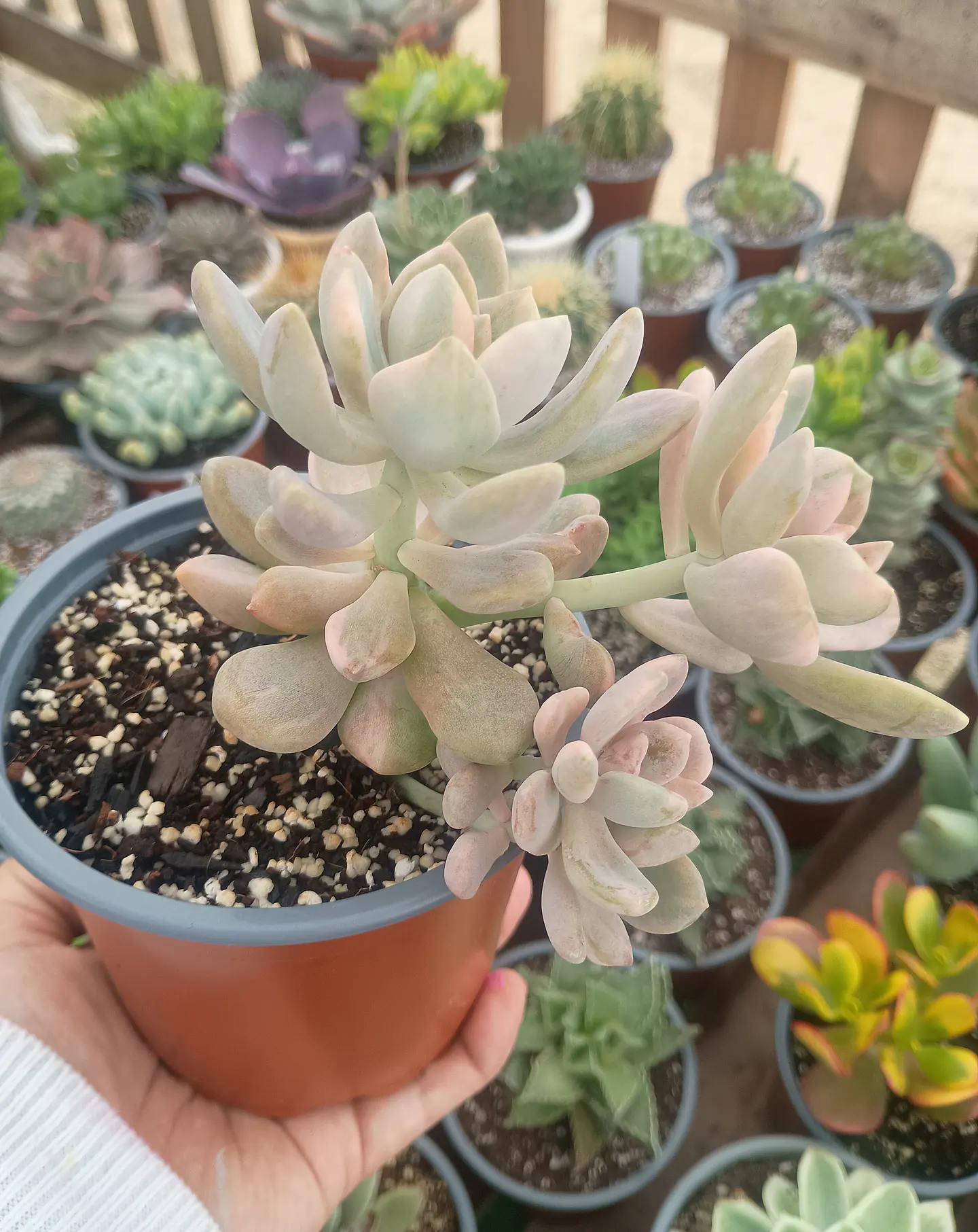 Graptophytum Supreme Variegado ( Colonia L ) 1
