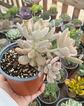 Graptophytum Supreme Variegado ( Colonia L ) - Miniatura 1