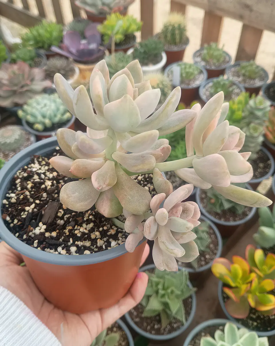 Graptophytum Supreme Variegado ( Colonia L ) 1