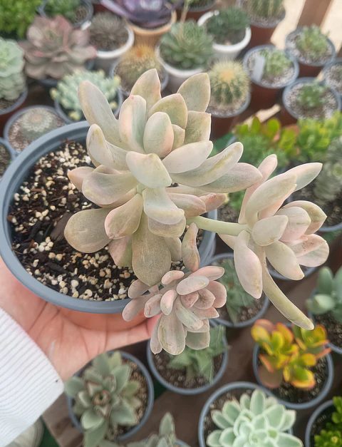 Graptophytum Supreme Variegado ( Colonia L )