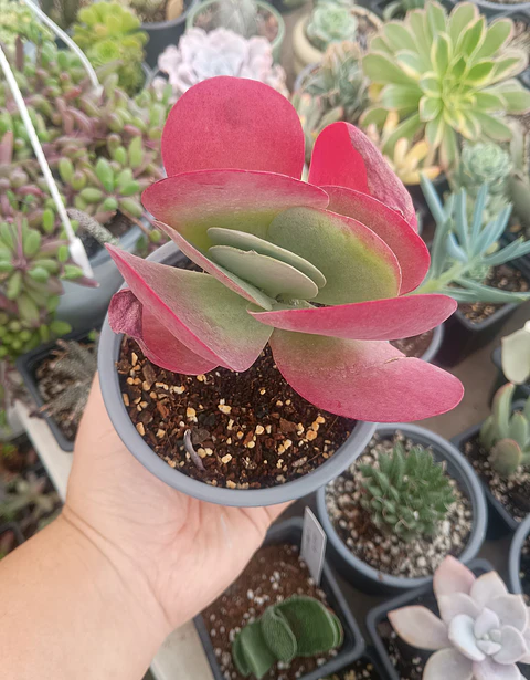 Kalanchoe Luciae