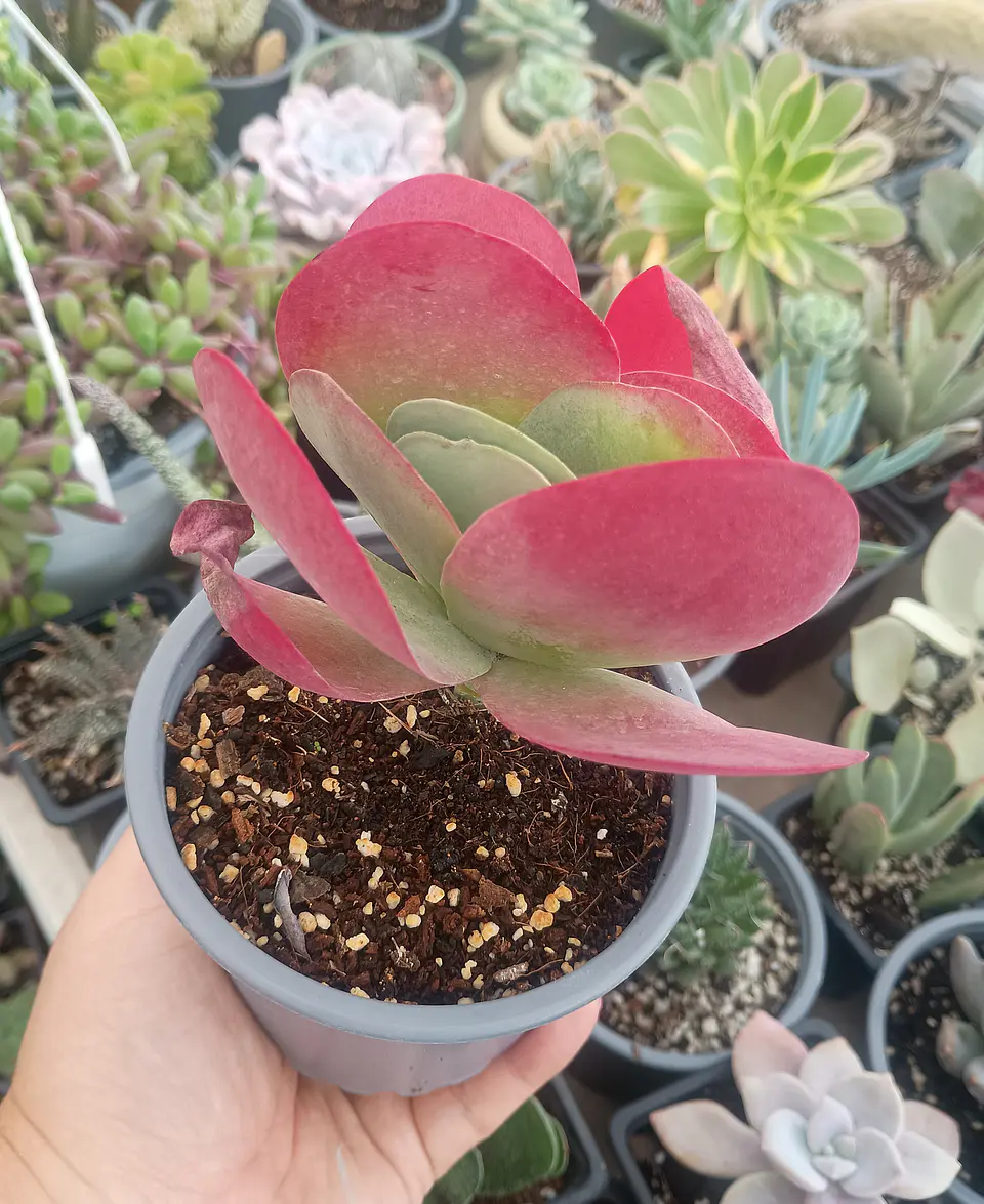 Kalanchoe Luciae 2