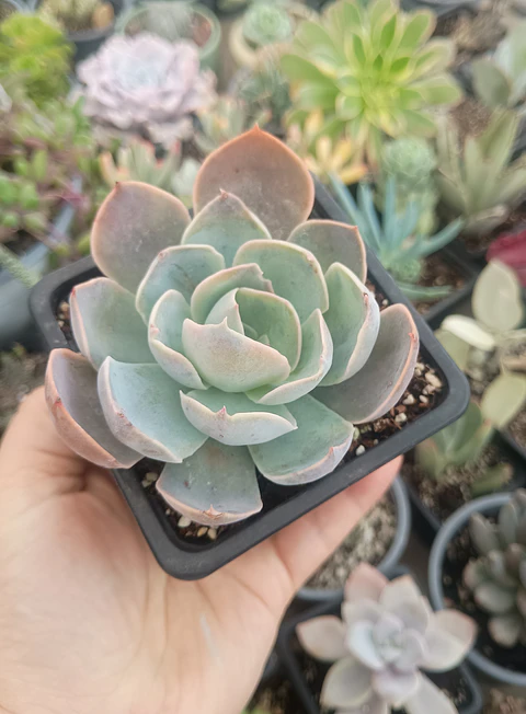 Echeveria dusty violet