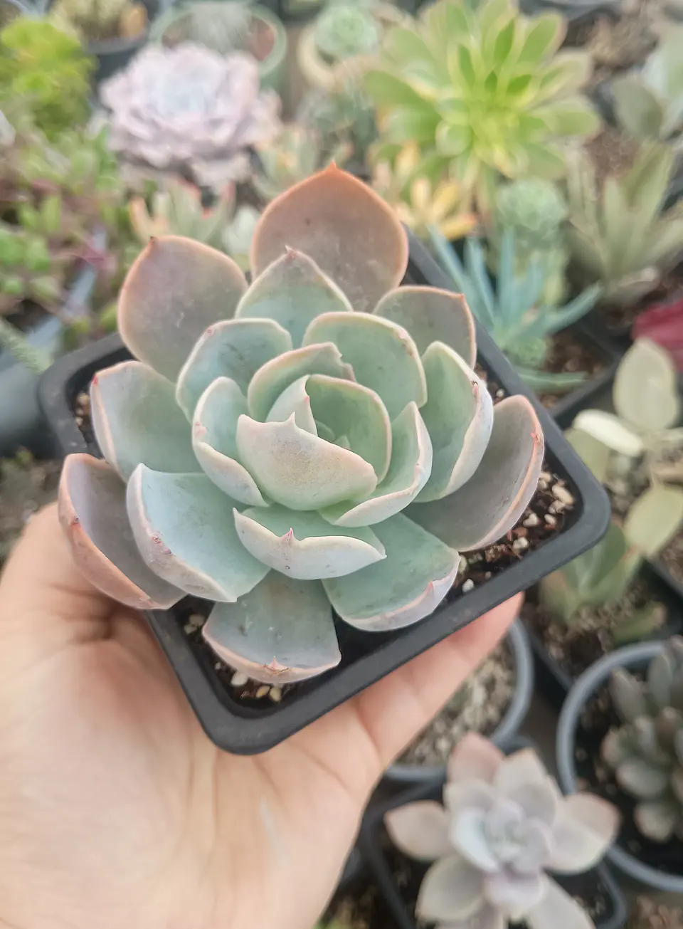 Echeveria dusty violet 1