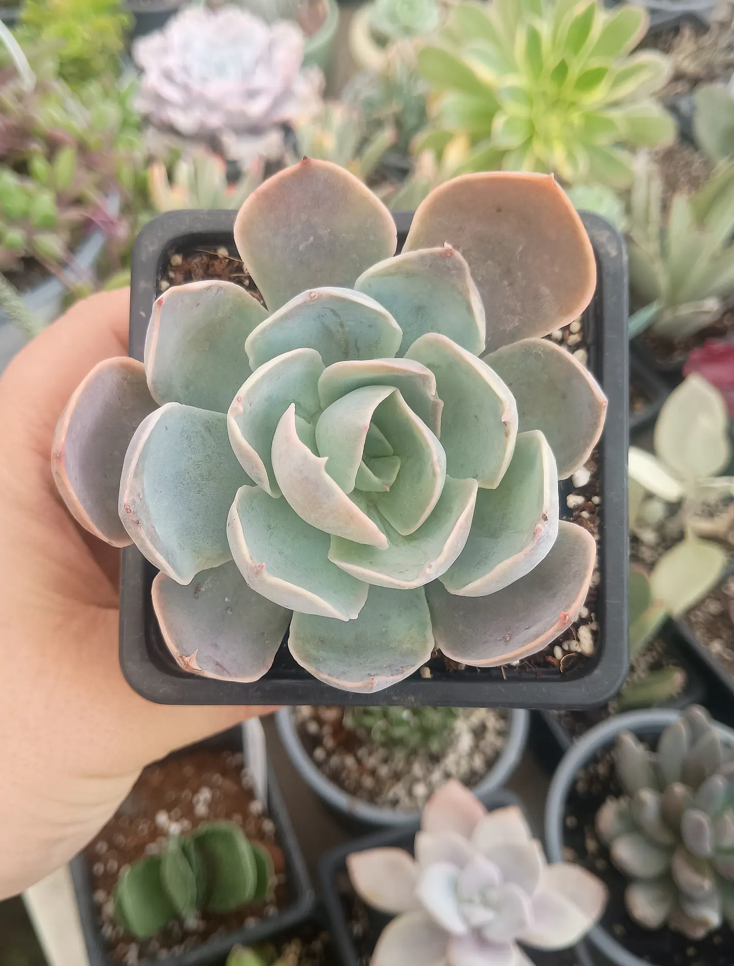 Echeveria dusty violet 2