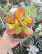 Crassula Ovata Hummel sun set - Miniatura 1