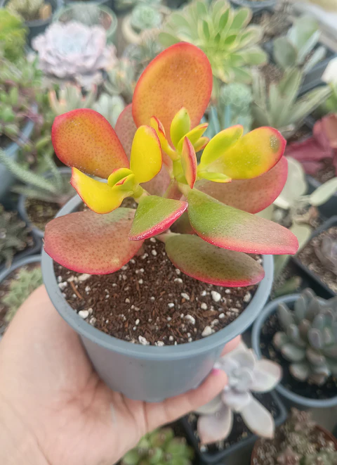 Crassula Ovata Hummel sun set