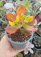 Crassula Ovata Hummel sun set - Miniatura 2