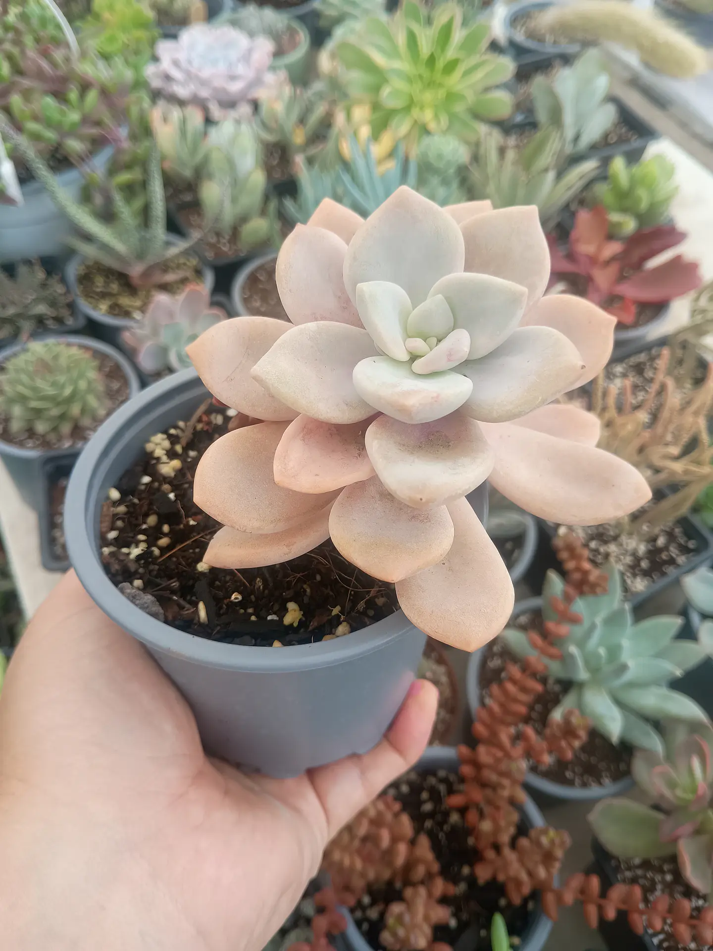 Graptopetalum Murasaki M 1