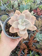 Graptopetalum Murasaki M - Miniatura 2