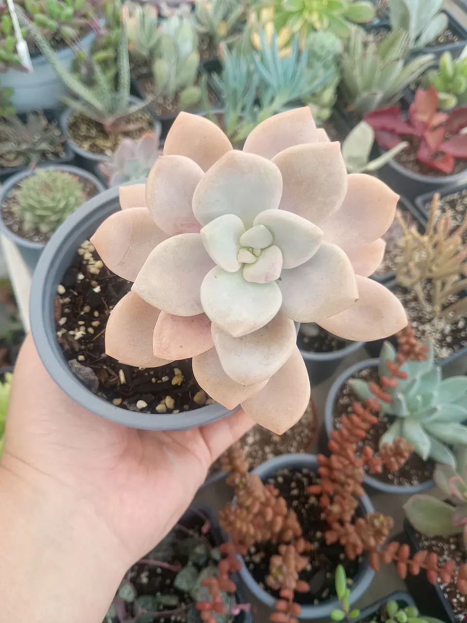 Graptopetalum Murasaki M 2