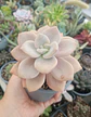 Graptopetalum murasaki M - Miniatura 1