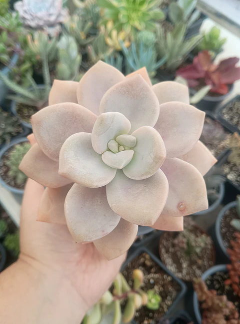 Graptopetalum murasaki M