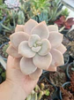 Graptopetalum murasaki M - Miniatura 2