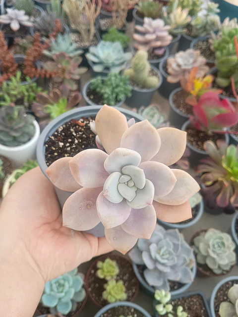 Graptopetalum Murasaki