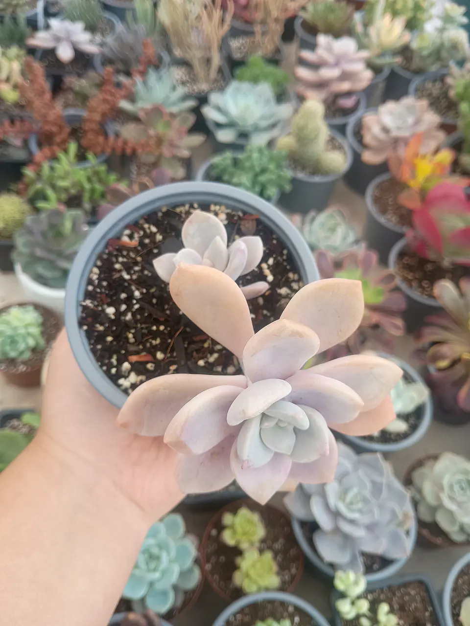 Graptopetalum Murasaki 2