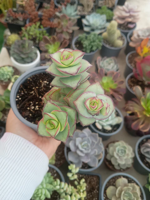 Crassula perforata Giant