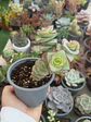 Crassula perforata Giant - Miniatura 2