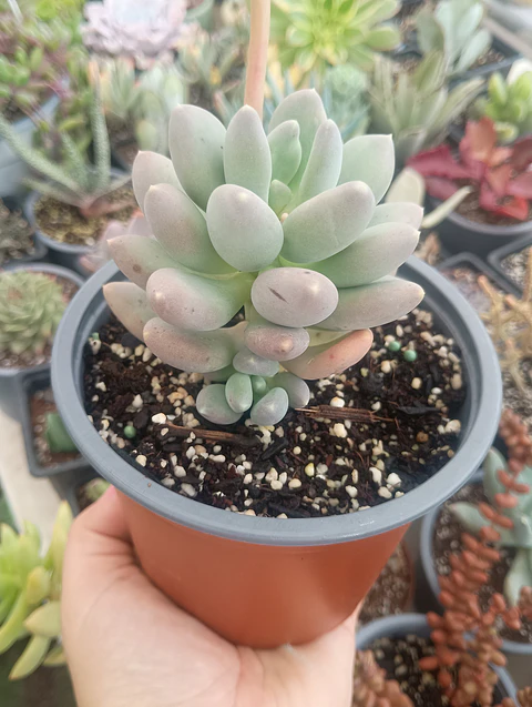 Pachyphytum 