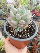 Pachyphytum  - Miniatura 1