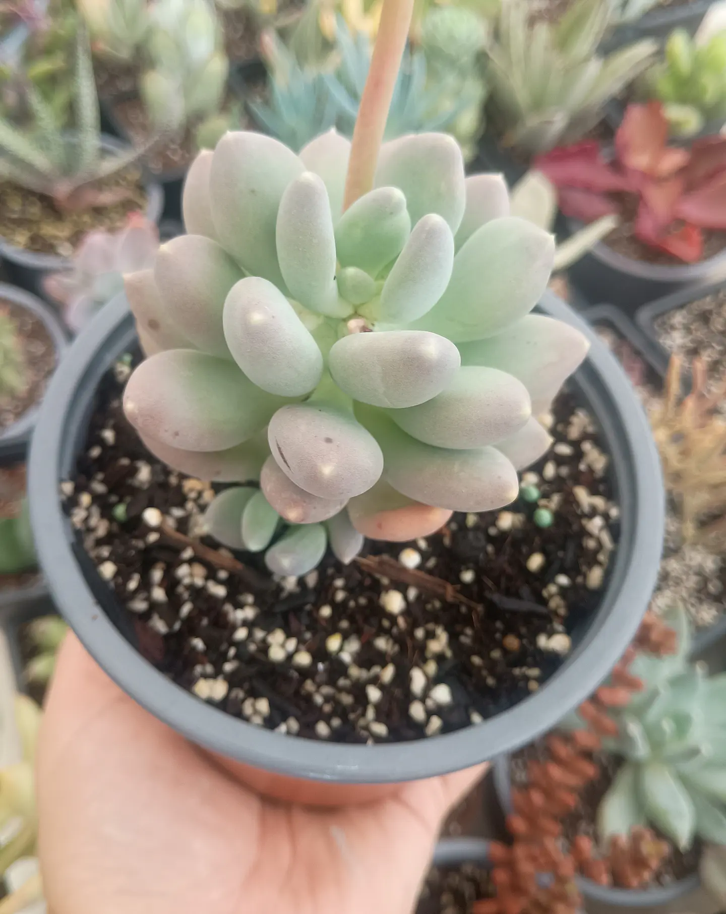 Pachyphytum  2