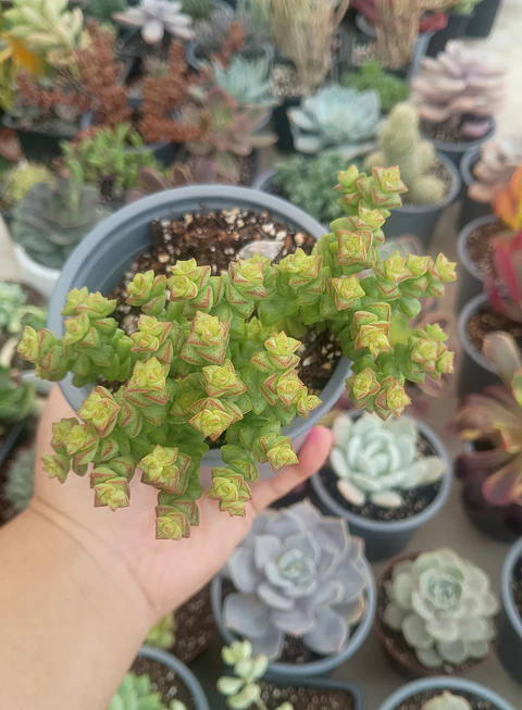 Crassula tom thumb