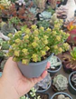 Crassula tom thumb - Miniatura 2