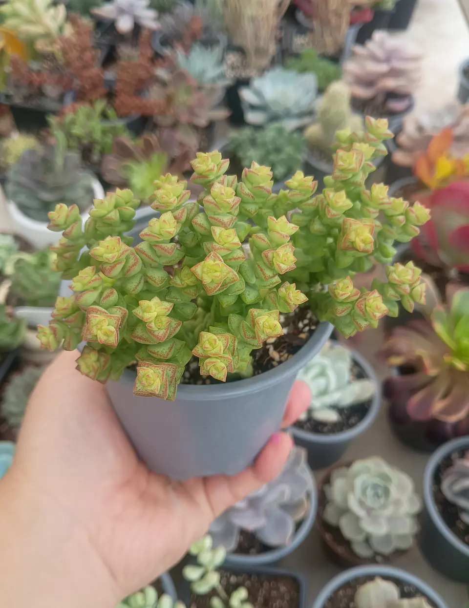 Crassula tom thumb 2