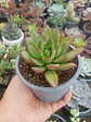 Echeveria agavoides christmast - Miniatura 1