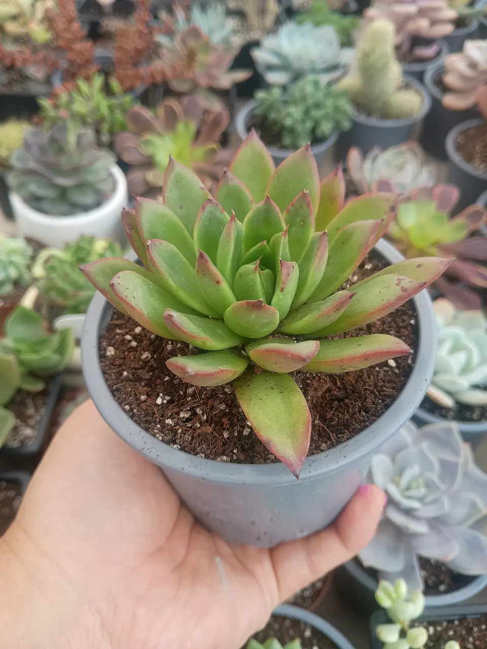 Echeveria agavoides christmast 1