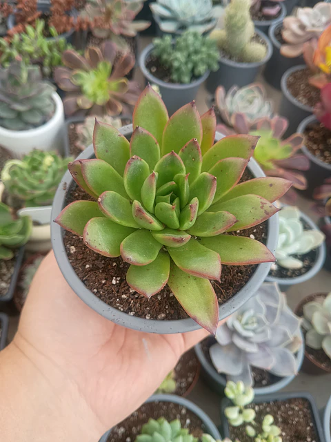 Echeveria agavoides christmast