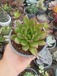 Echeveria agavoides christmast - Miniatura 2