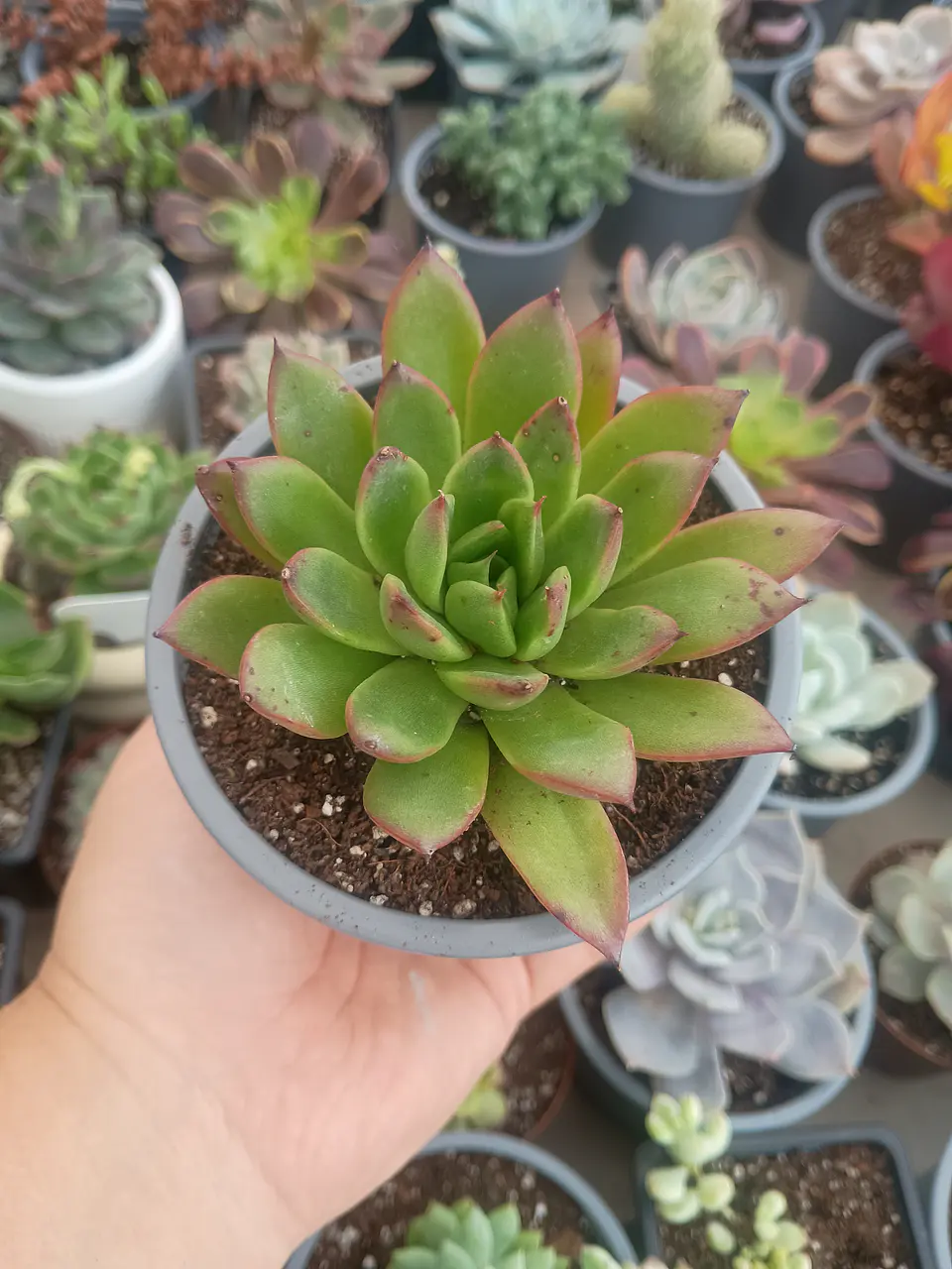 Echeveria agavoides christmast 2