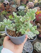 Oscularia deltoides - Miniatura 1