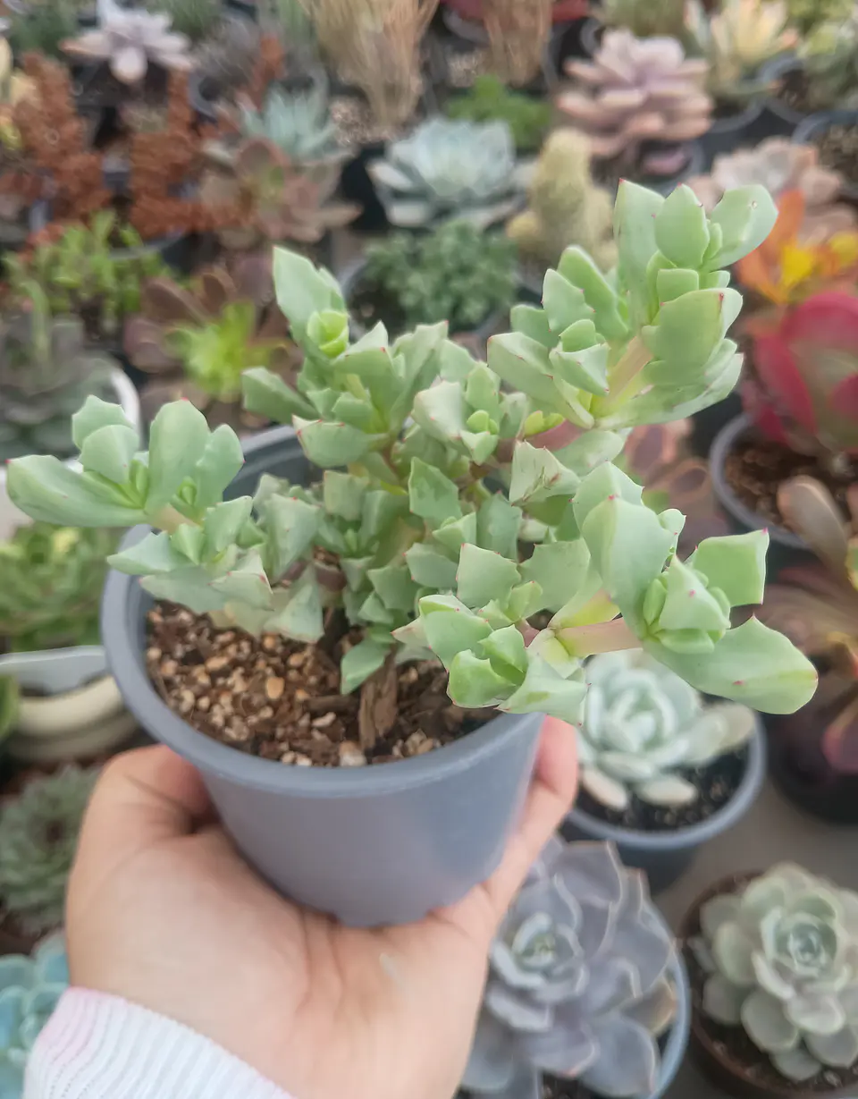 Oscularia deltoides 1