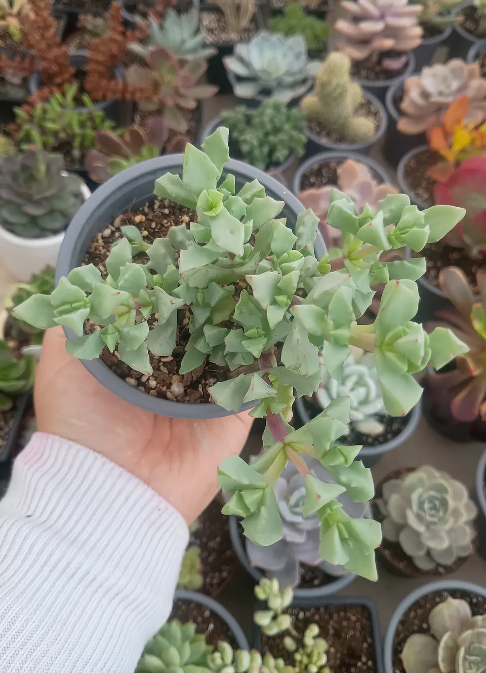 Oscularia deltoides 2