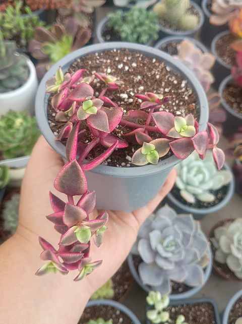 Crassula Pellucida