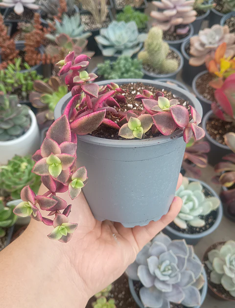 Crassula Pellucida