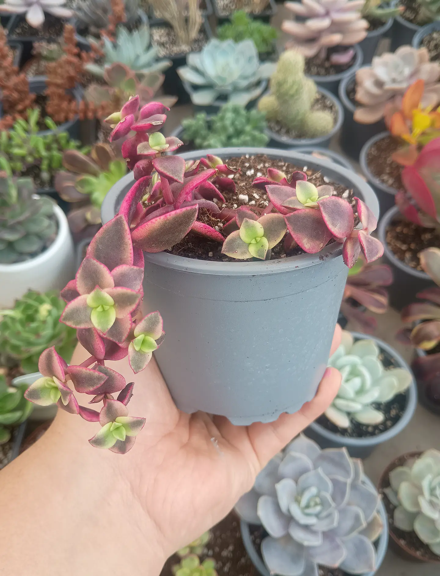 Crassula Pellucida 2