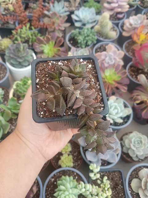 Anacampseros