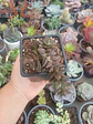 Anacampseros - Miniatura 1
