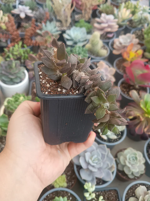 Anacampseros